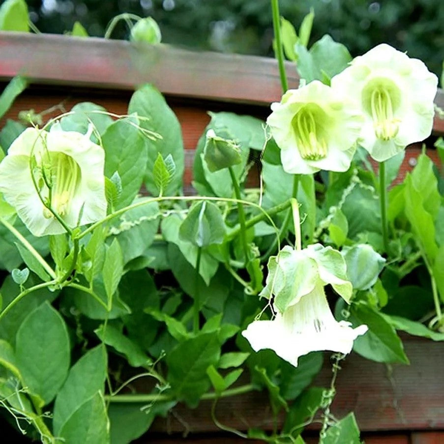 Cup And Saucer White - 15 seeds (Cobaea scandens)