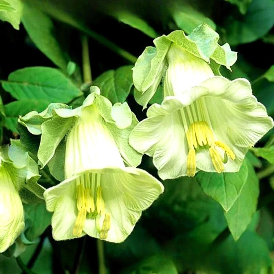 Cup And Saucer White - 15 seeds (Cobaea scandens)