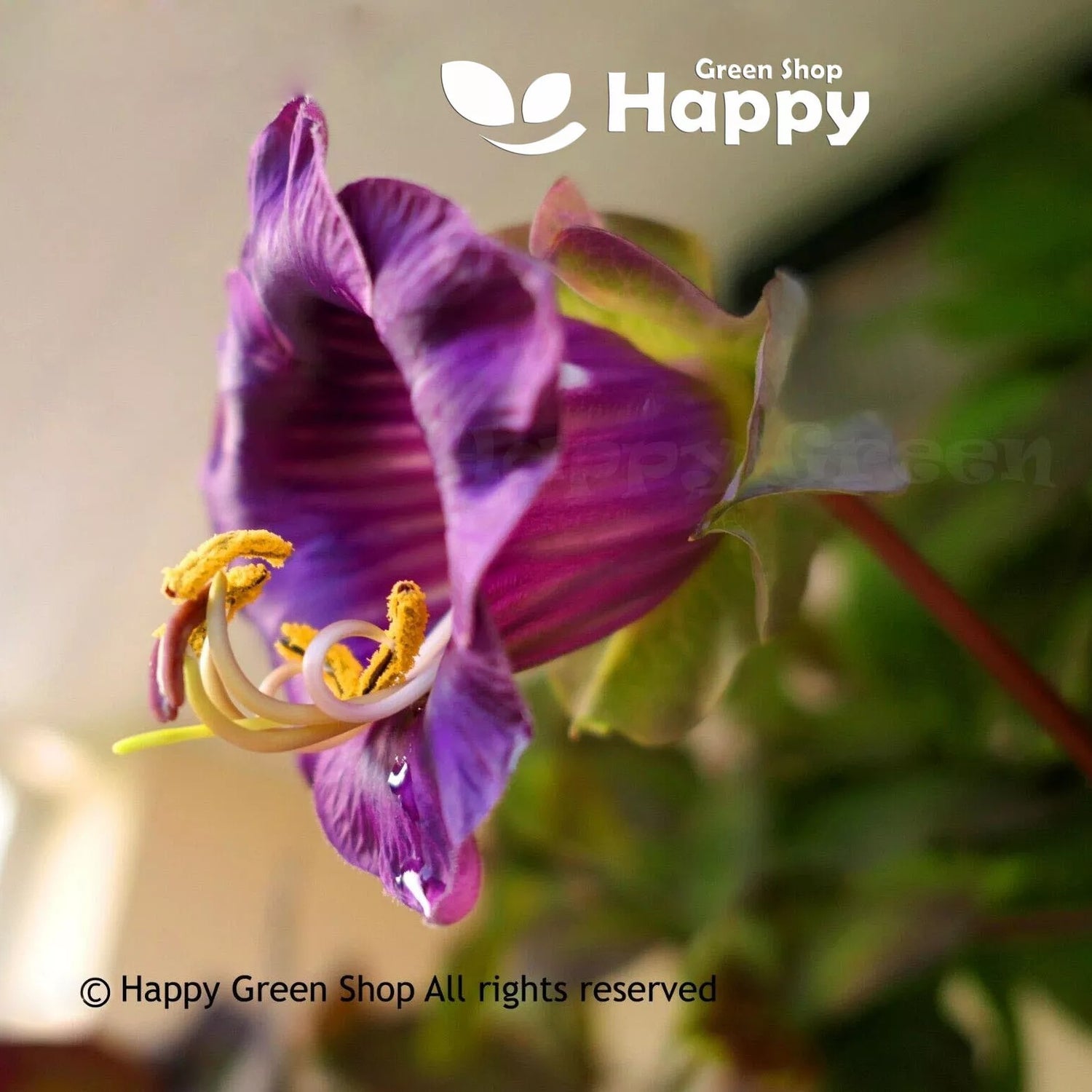 Cup And Saucer Purple - 14 seeds (Cobaea scandens)