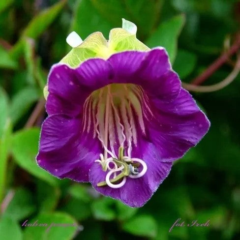 Cup And Saucer Purple - 14 seeds (Cobaea scandens)