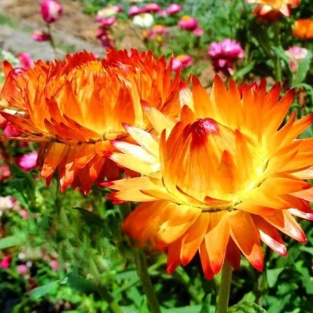 Strawflower Orange - 900 seeds (Helichrysum bracteatum)