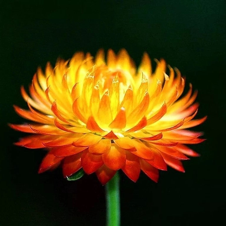 Strawflower Orange - 900 seeds (Helichrysum bracteatum)
