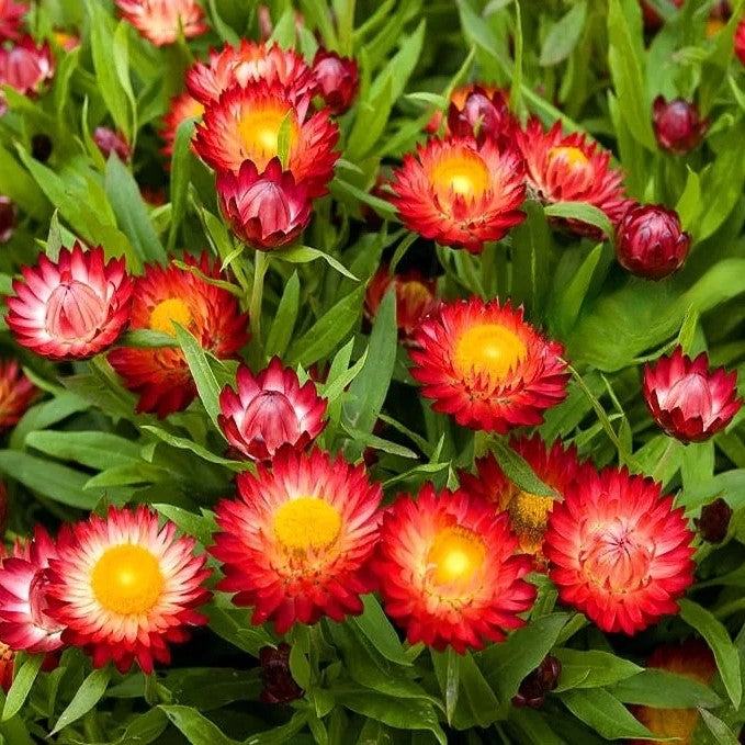 Strawflower Scarlet - 900 seeds (Helichrysum bracteatum)