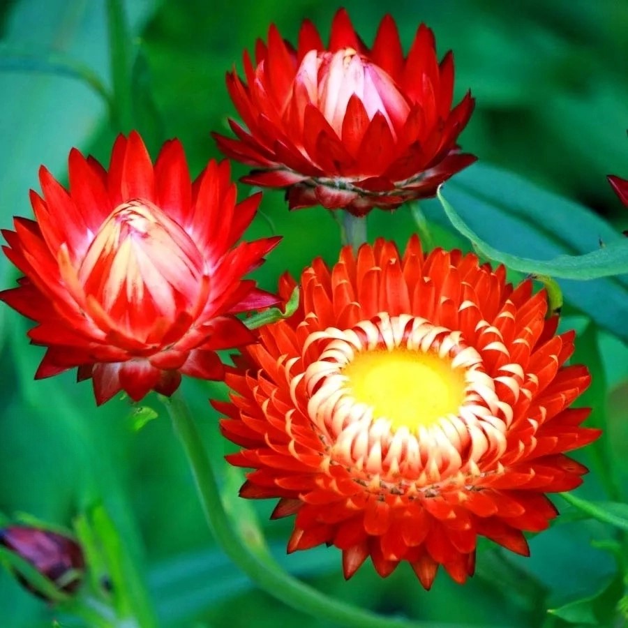 Strawflower Scarlet - 900 seeds (Helichrysum bracteatum)