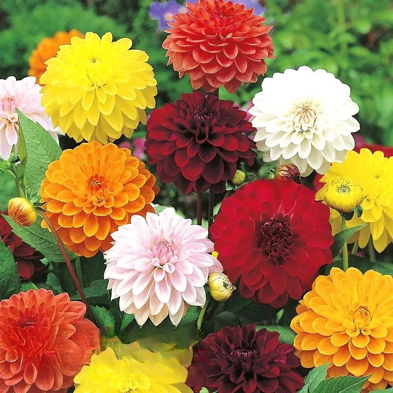 Dahlia 'Showpiece' double mix - 20 seeds (Dahlia variabilis)