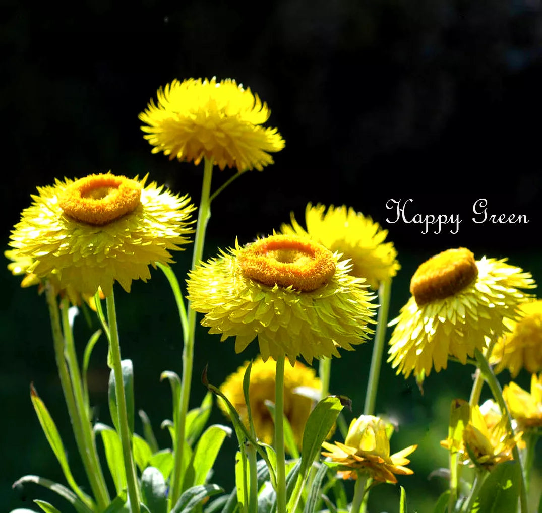 Strawflower Yellow- 900 seeds (Helichrysum bracteatum)