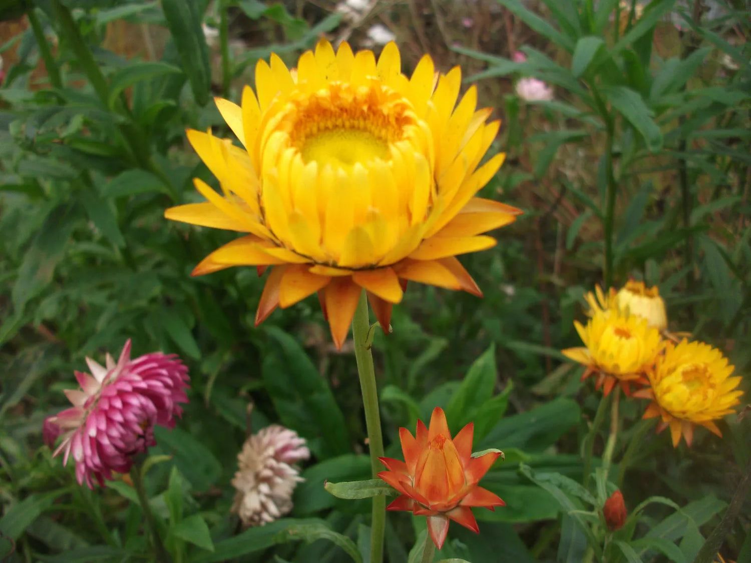 Strawflower Yellow- 900 seeds (Helichrysum bracteatum)