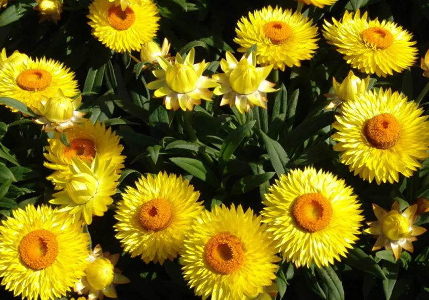 Strawflower Yellow- 900 seeds (Helichrysum bracteatum)