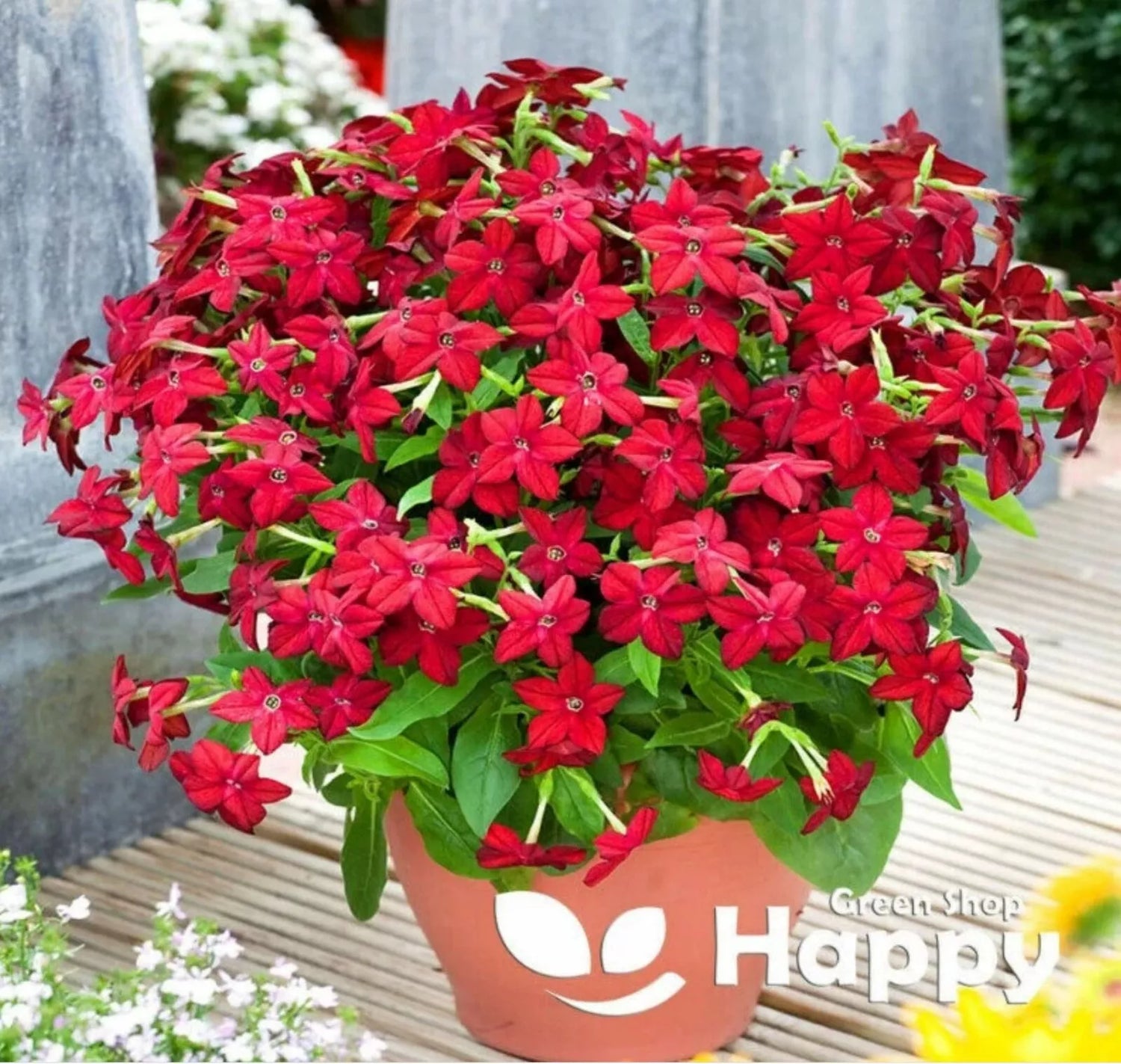 Flowering Tobacco `Crimson Bedder` - 2000 seeds (Nicotiana alata)