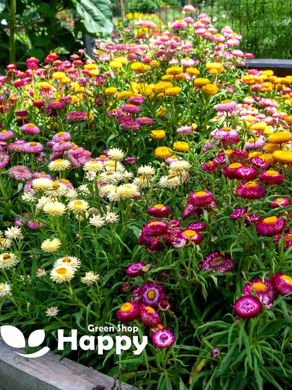 Strawflower 'Tom thumb' mixed - 800 seeds (Helichrysum bracteatum)
