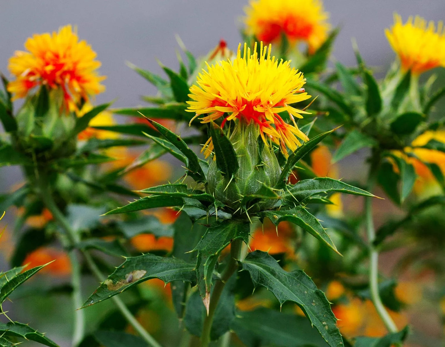 Saffron thistle Yellow - 20 seeds (Carthamus tinctorius)