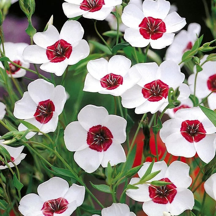 Flax 'Bright eyes' - 400 seeds (Linum grandiflorum)