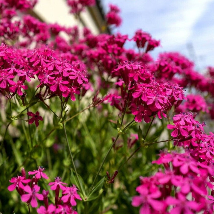 Catchfly Rubra Electra - 4000 seeds (Silene armeria)
