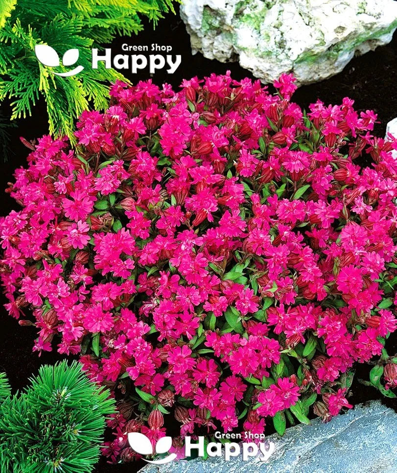 Catchfly Rubra Electra - 4000 seeds (Silene armeria)