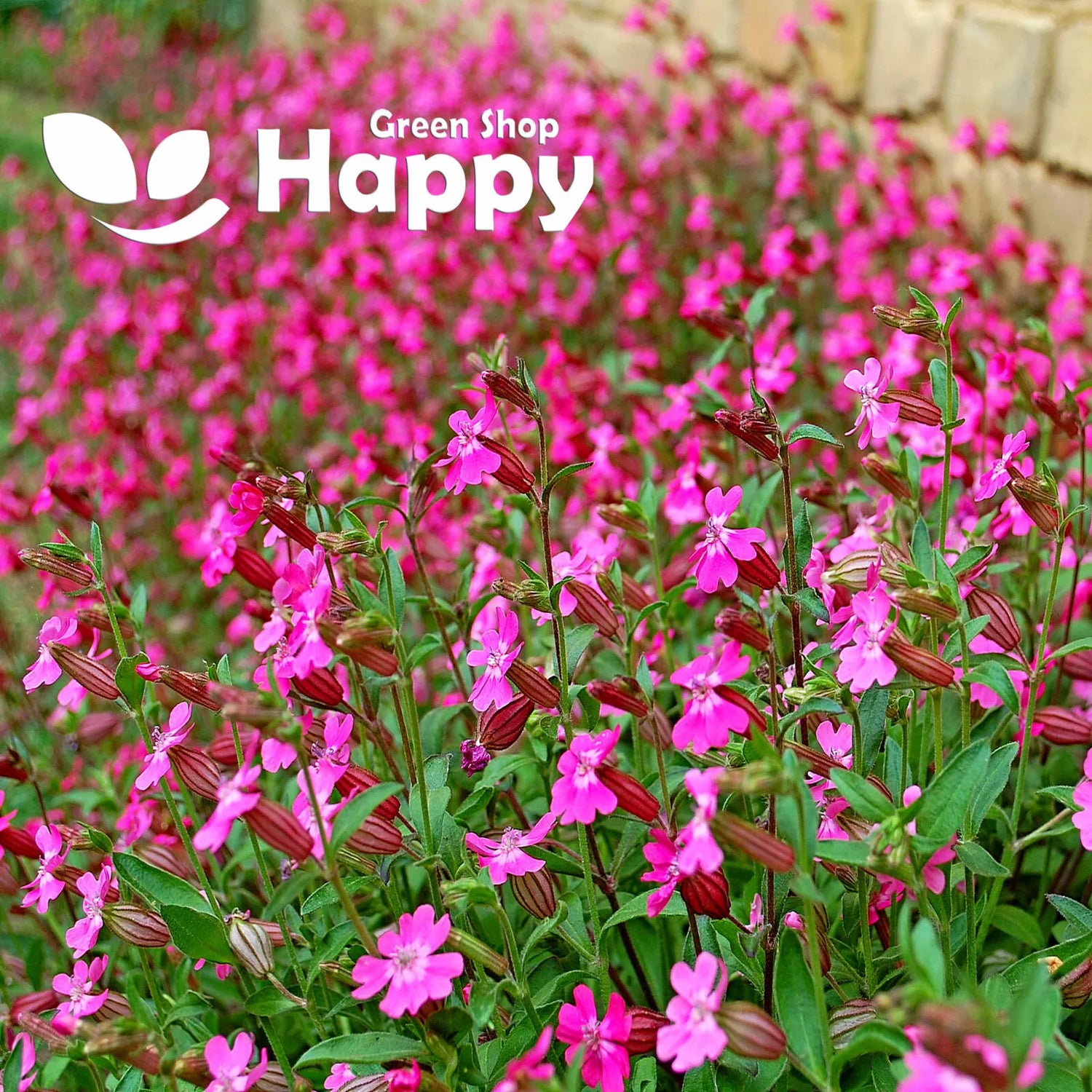 Catchfly Rubra Electra - 4000 seeds (Silene armeria)