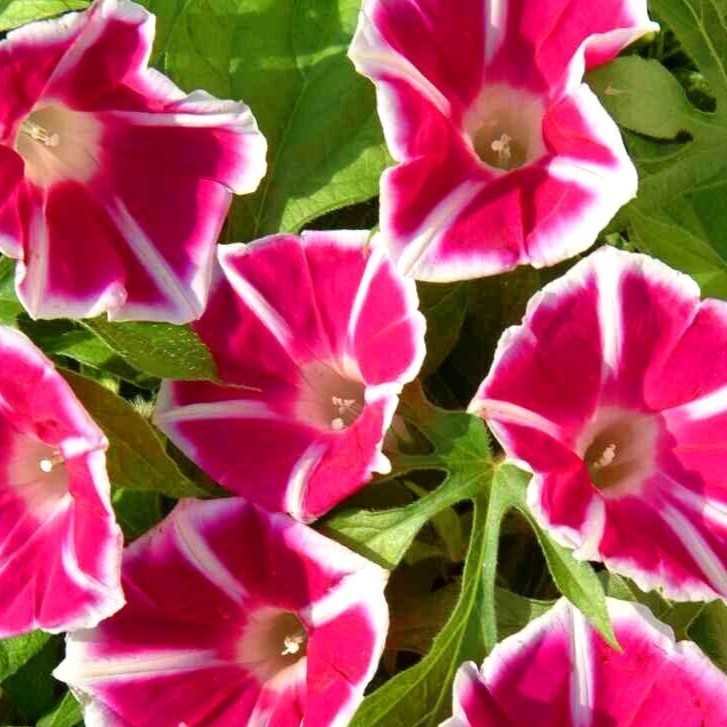 Morning Glory 'Rosita' Red  - 10 seeds (Ipomoea Nil)