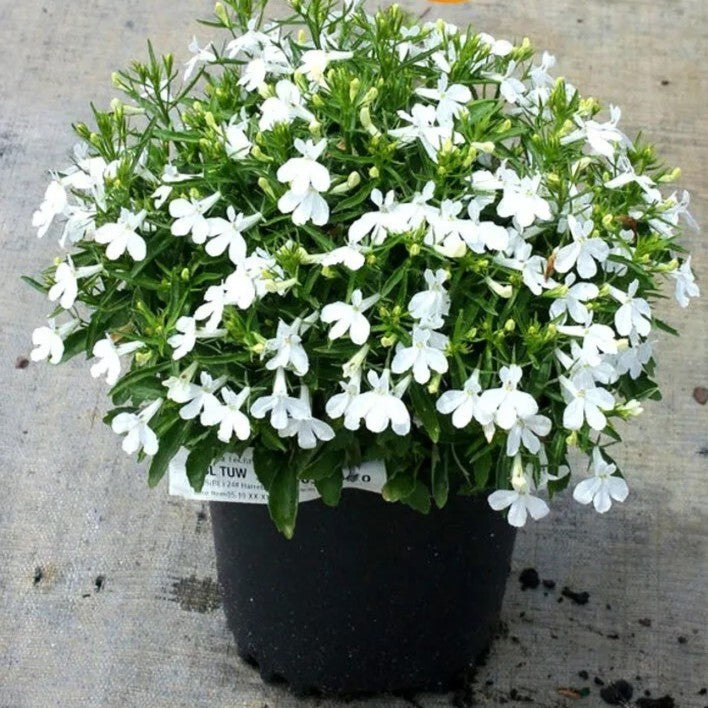 Lobelia 'White lady' - 7000 seeds (Lobelia erinus)