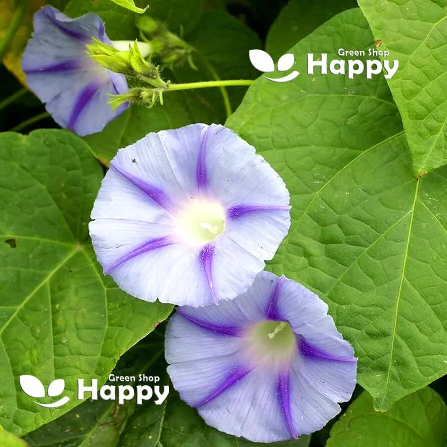 Morning Glory 'Caprice' - 30 seeds (Ipomoea purpurea)