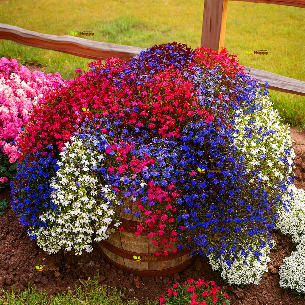 Lobelia 'Cascade' mix - 7000 seeds (Lobelia Pendula)