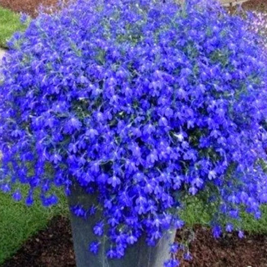Lobelia 'Sapphire' - 6000 seeds (Lobelia Pendula)