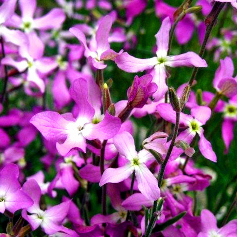 Night scented stock - 5 000 seeds (Matthiola bicornis)