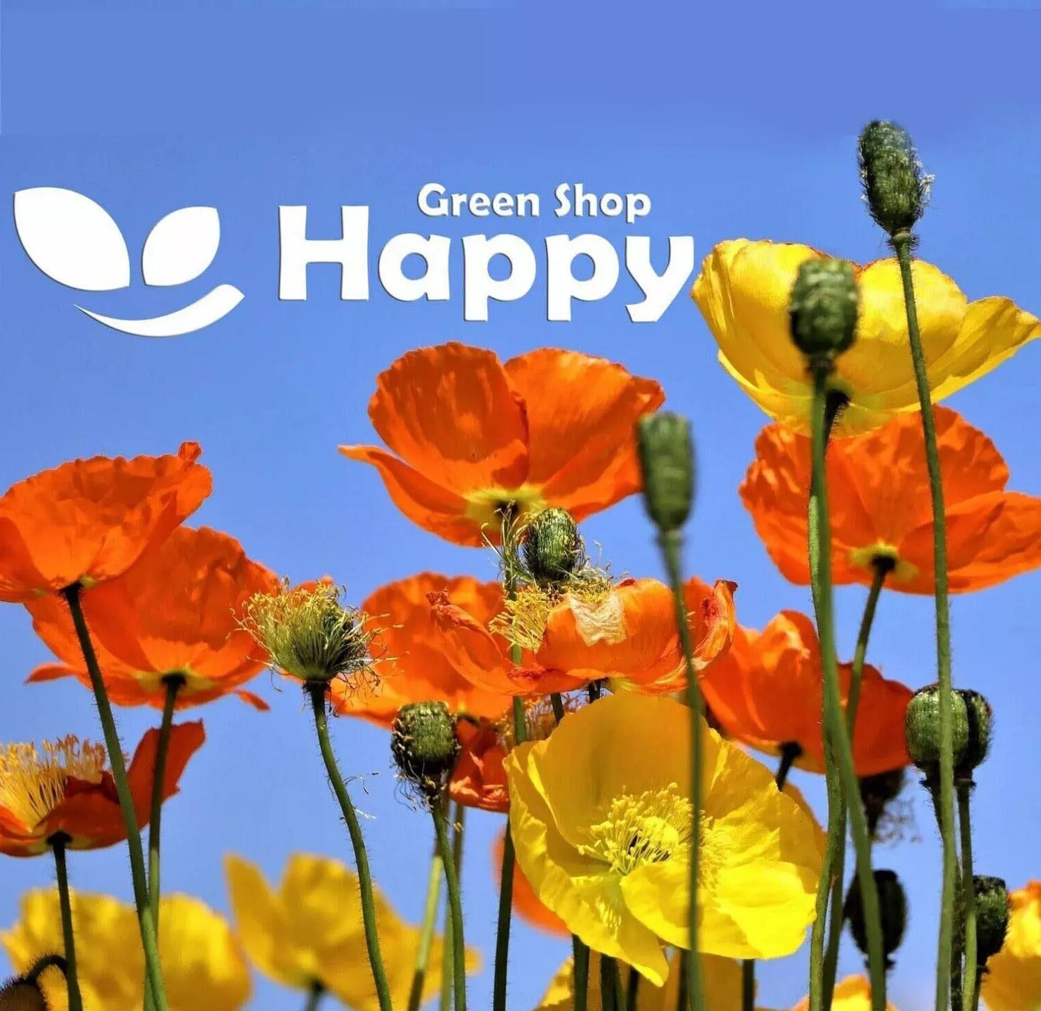 English Poppy 'Shirley' mix - 23 000 seeds (Papaver rhoeas)