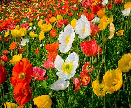 English Poppy 'Shirley' mix - 23 000 seeds (Papaver rhoeas)
