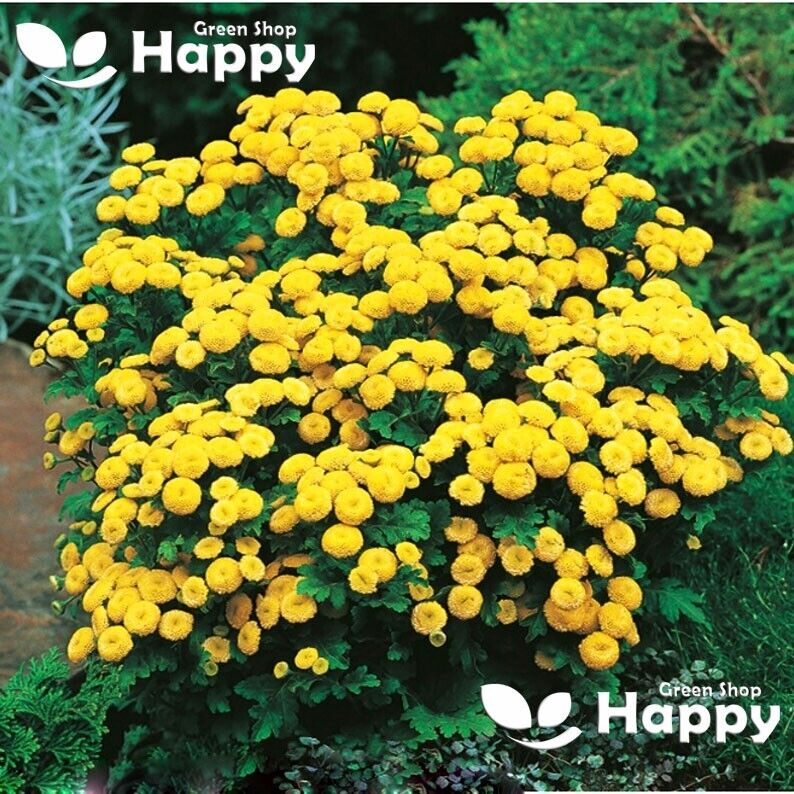 Goldball - 3000 seeds (Tanacetum parthenium)