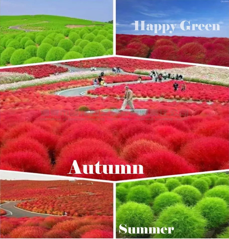 Burning Bush - 1000 seeds (Kochia trichophylla)