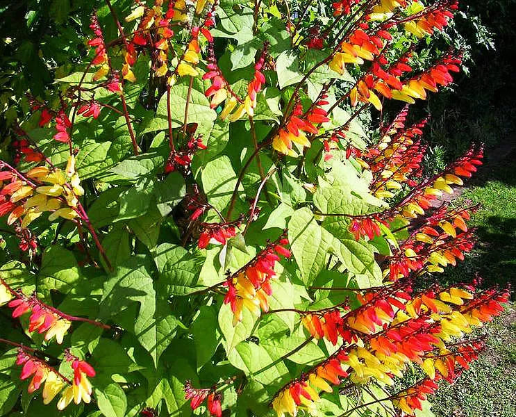 Mina 'Spanish Flag' - 65 seeds (Mina lobata)
