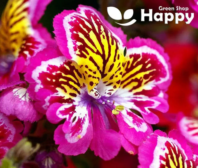 Angel Wings mix - 2000 seeds (Schizanthus wisetonensis)