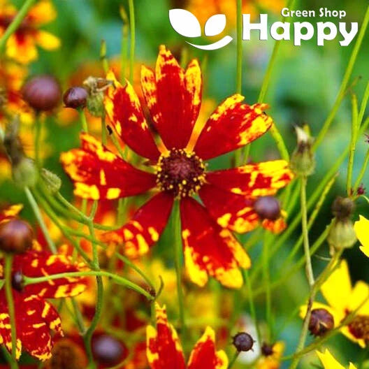 Dwarf Coreopsis 'Radiata' Tigrina - 1500 seeds (Coreopsis Tictoria)