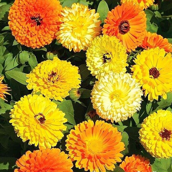 Pot Marigold Gitana Mix 300 seeds (Calendula officinalis)