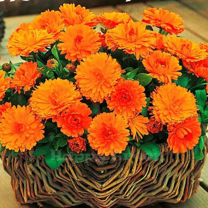 Marigold Orange 'Gitana' 150 seeds (Calendula officinalis)