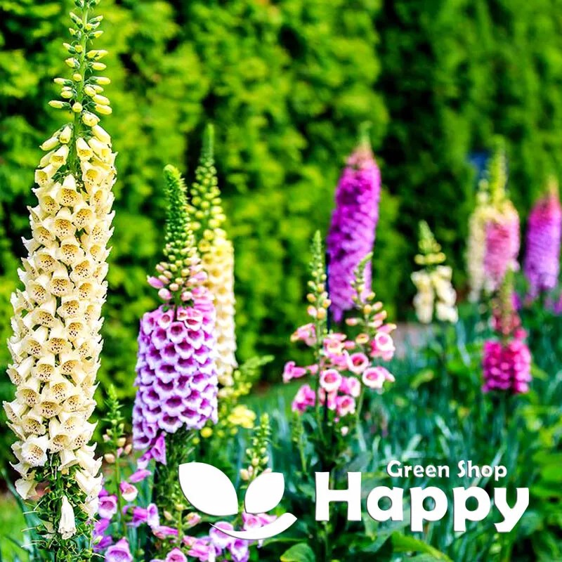 Dwarf Foxglove 'Foxy' mix- 8000 seeds (Digitalis Purpurea)