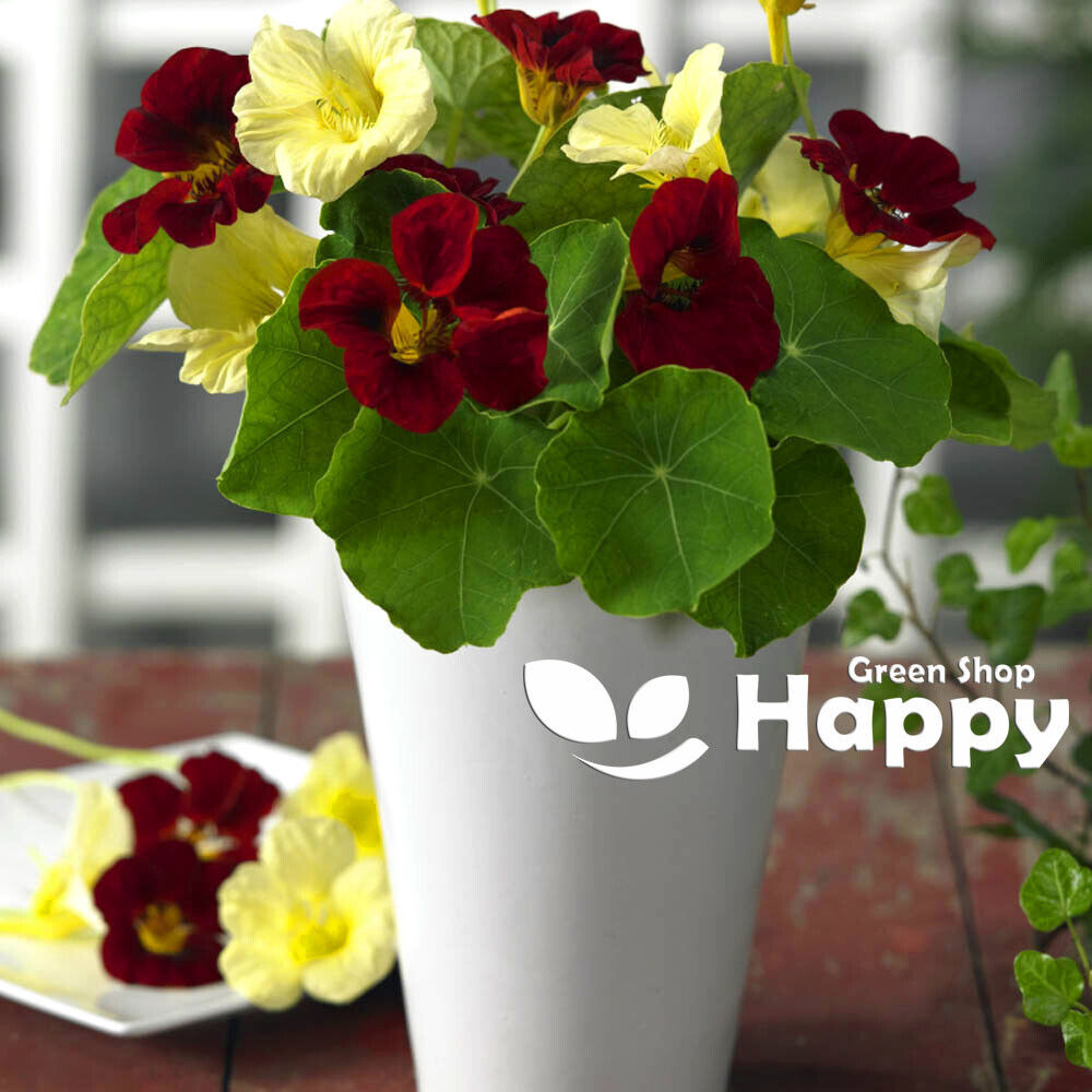 Nasturtium Dwarf `Night and Day` - 40 Seeds (Tropaeolum majus nanum)