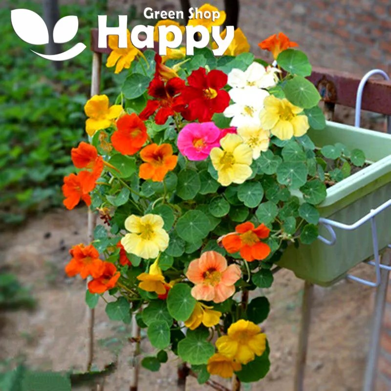 Nasturtium Dwarf 'Whirleybird' Double - 20 seeds (Tropaeolum nanum)