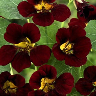 Nasturtium Tom Thumb 'Black Velvet' - 30 seeds (Tropaeolum majus nanum)