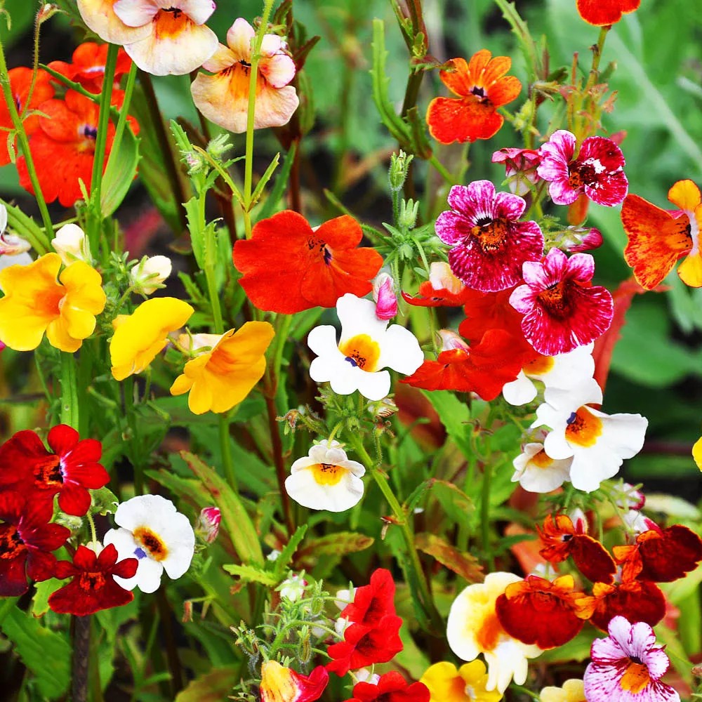 Nemesia 'Sundrops' mixed - 1100 seeds (Nemesia strumosa)