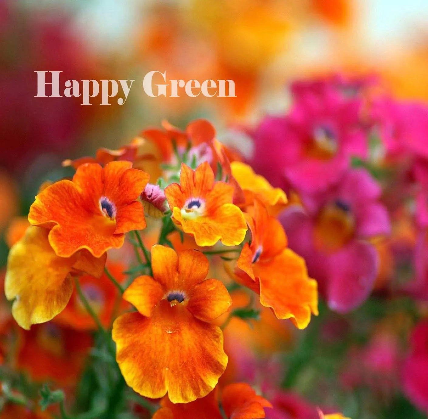 Nemesia 'Carnival' mixed - 2500 seeds (Nemesia strumosa)
