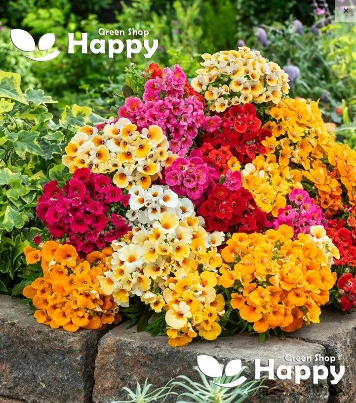 Nemesia 'Carnival' mixed - 2500 seeds (Nemesia strumosa)