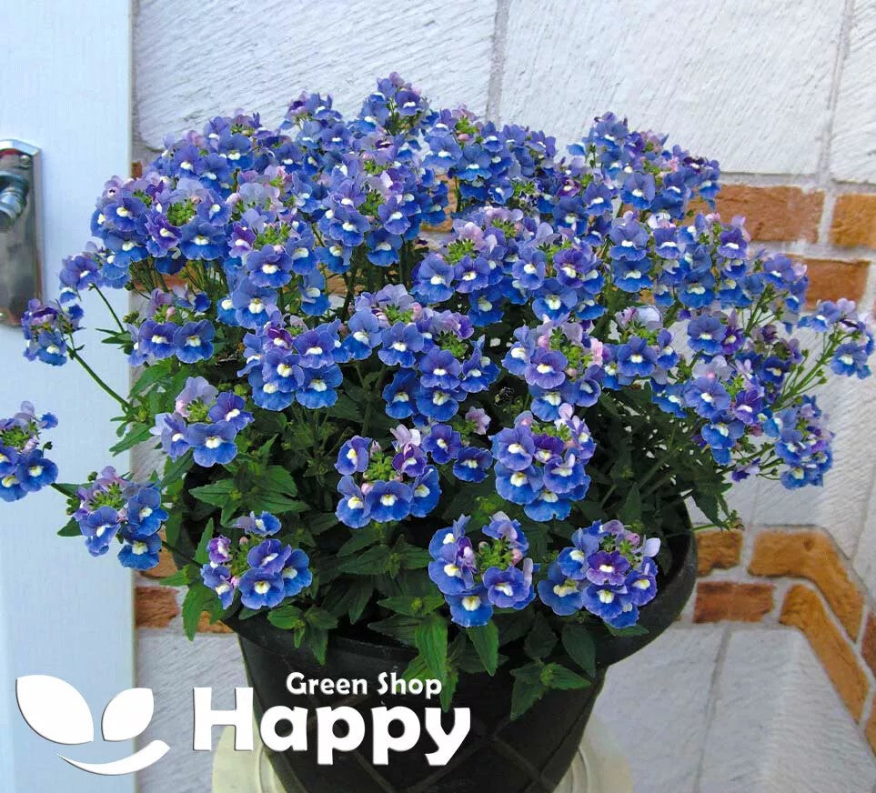 Nemesia blue Gem - 2000 seeds (Nemesia strumosa)