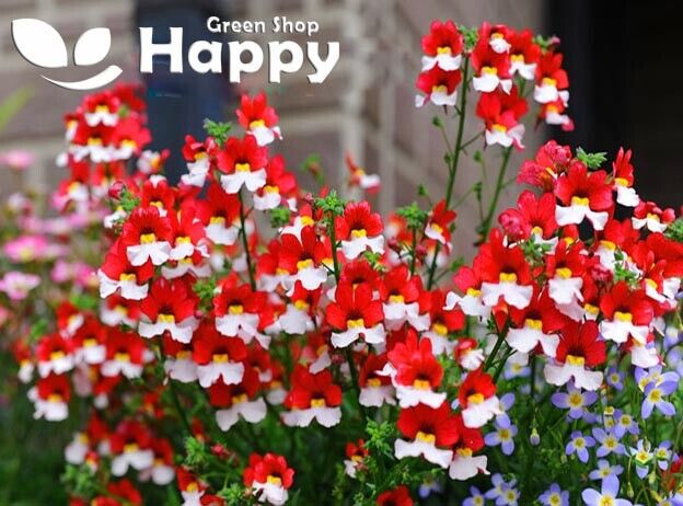 Nemesia 'St. George' - 1100 seeds (Nemesia strumosa)