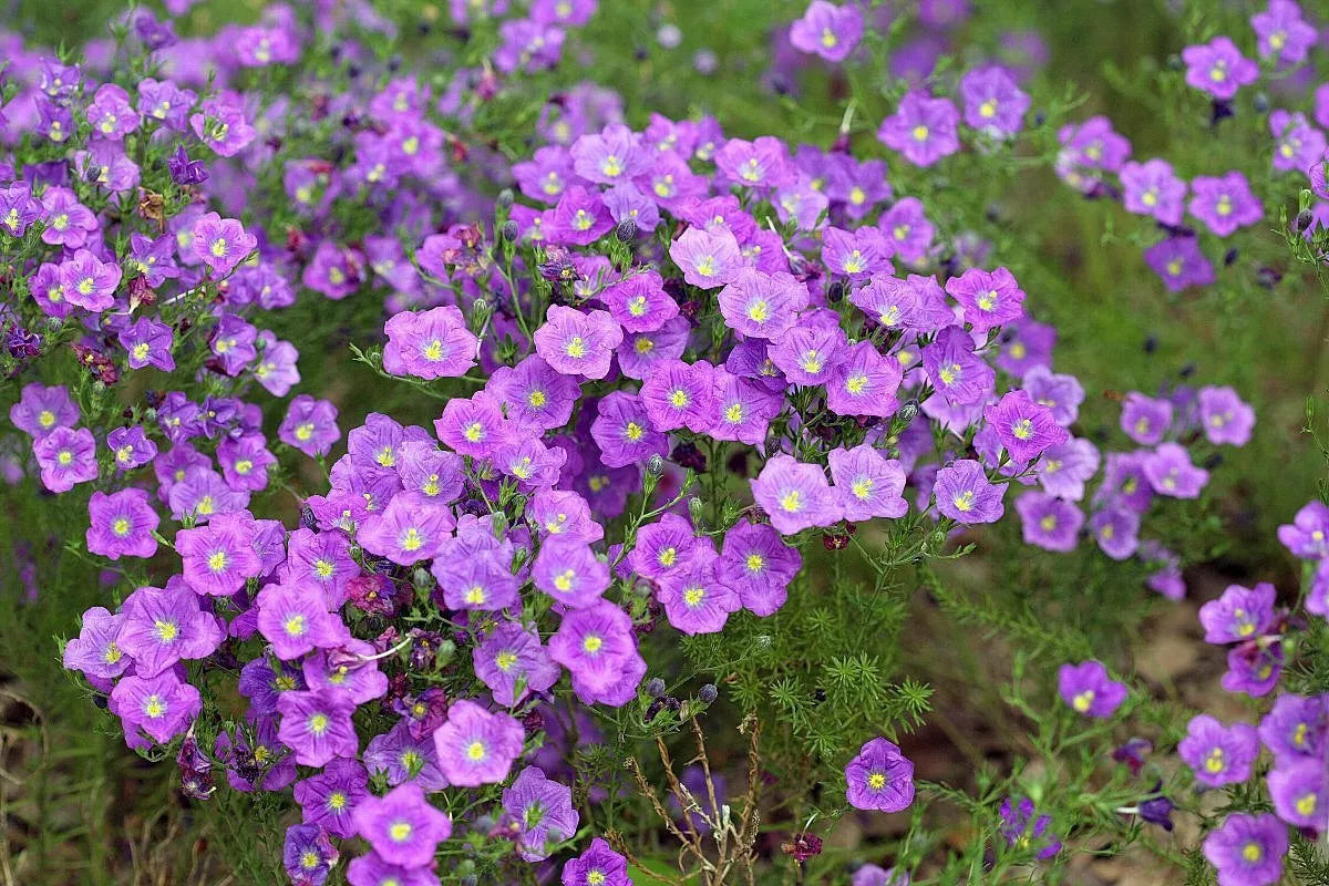 Cupflower 'Purple robe' - 550 seeds (Nierembergia Hippomanica)