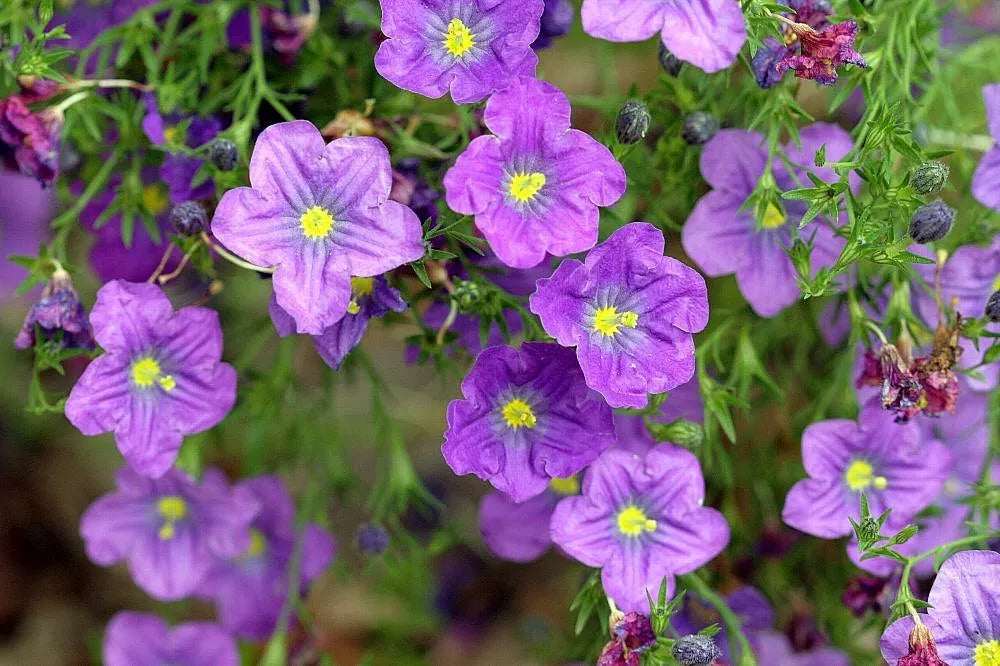 Cupflower 'Purple robe' - 550 seeds (Nierembergia Hippomanica)