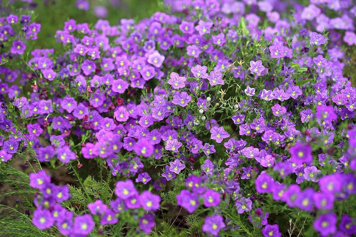 Cupflower 'Purple robe' - 550 seeds (Nierembergia Hippomanica)