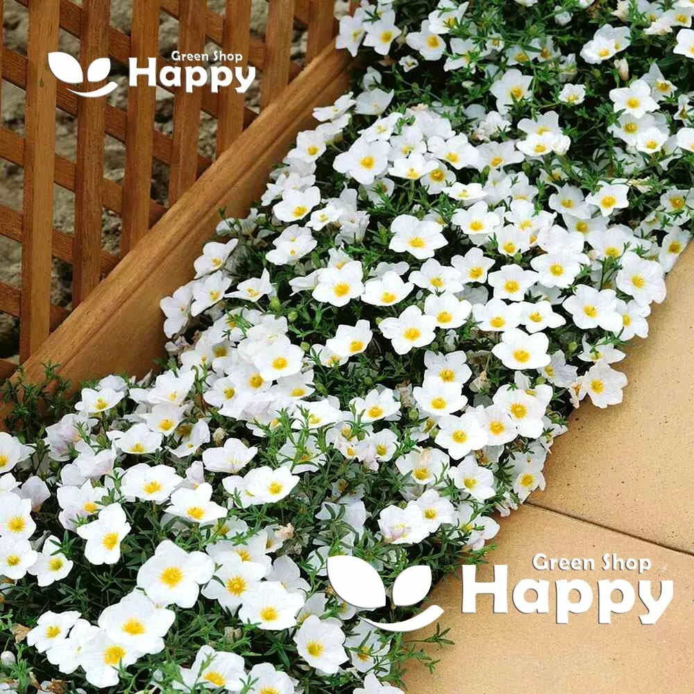 Cupflower 'White Robe' - 650 seeds (Nierembergia hippomanica)