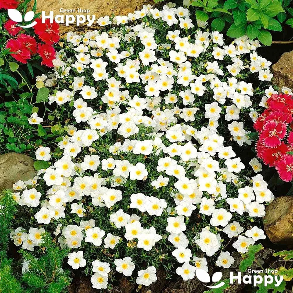 Cupflower 'White Robe' - 650 seeds (Nierembergia hippomanica)