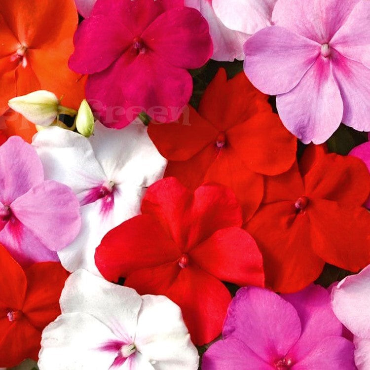 Busy Lizzie 'Baby' series mix - 200 seeds (Impatiens walleriana)