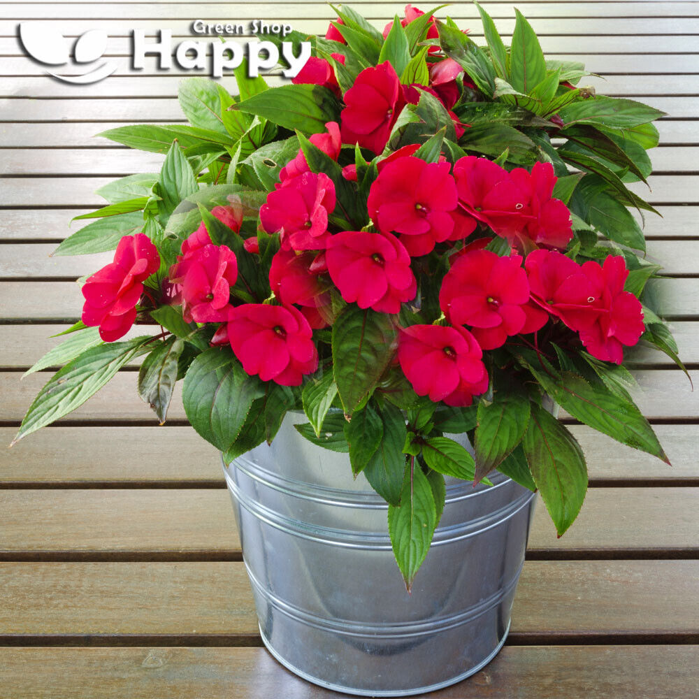 Busy Lizzie 'Baby' scarlet - 230 seeds (Impatiens walleriana)